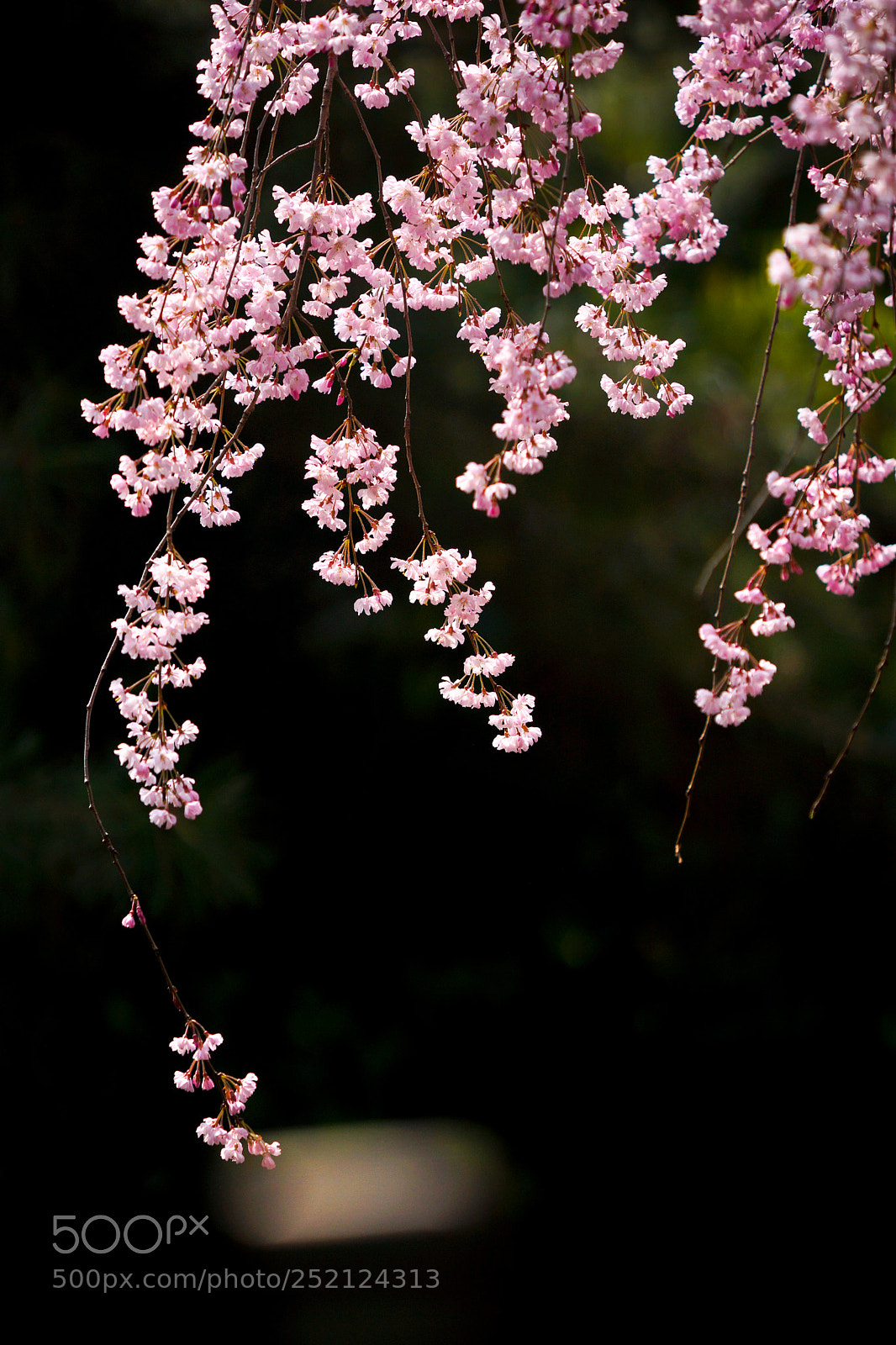 Sony a99 II sample photo. Spring photography