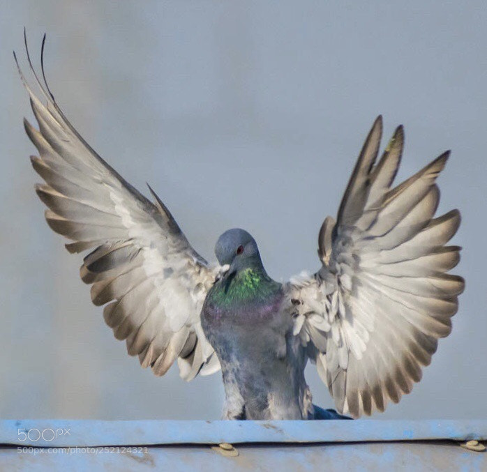 Nikon D5300 sample photo. Deck landing  photography