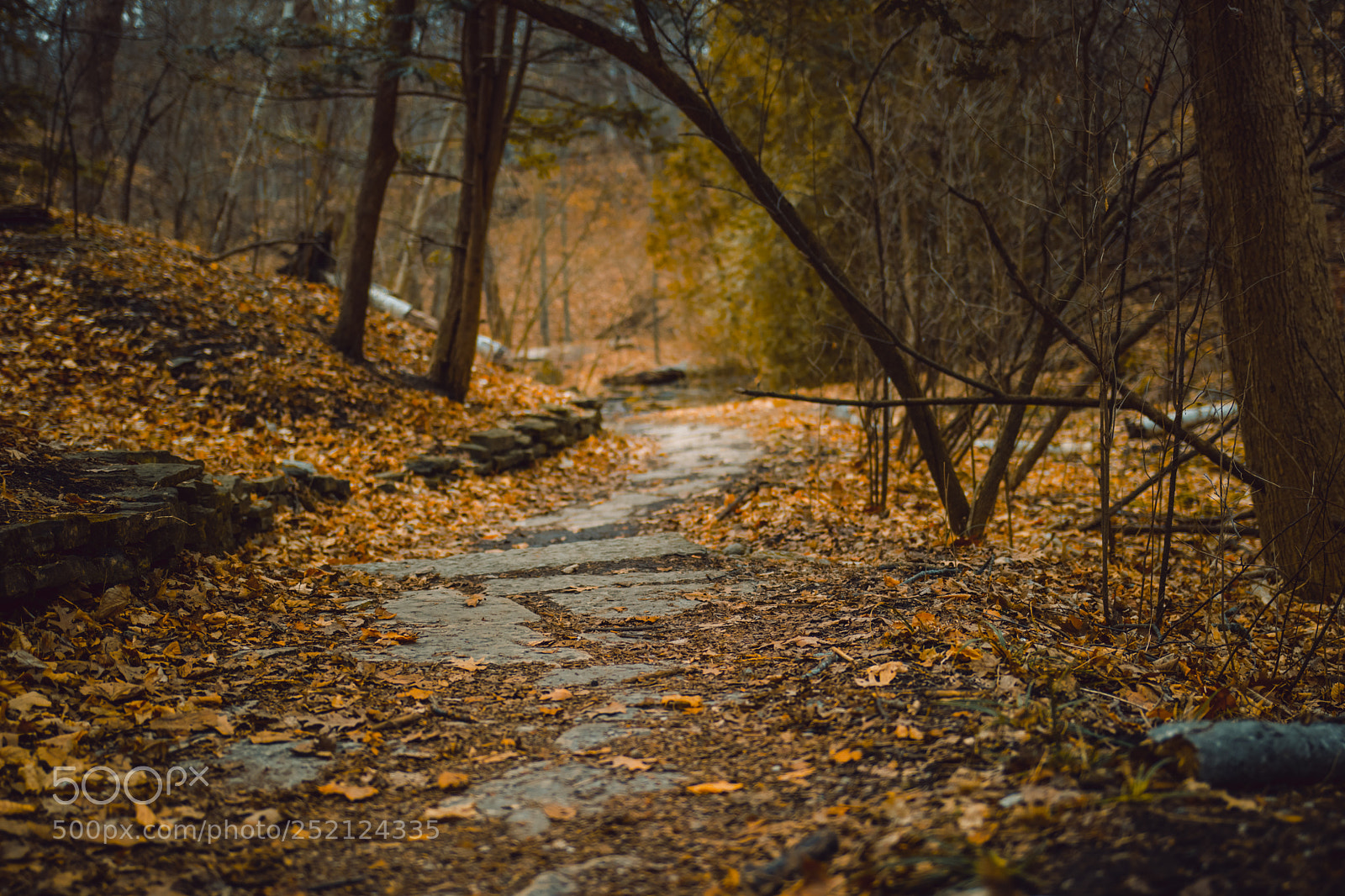 Canon EOS 80D sample photo. Img photography