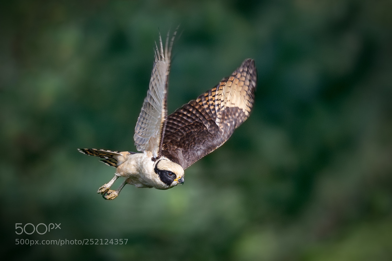 Canon EOS 5D Mark IV sample photo. Laughing falcon photography