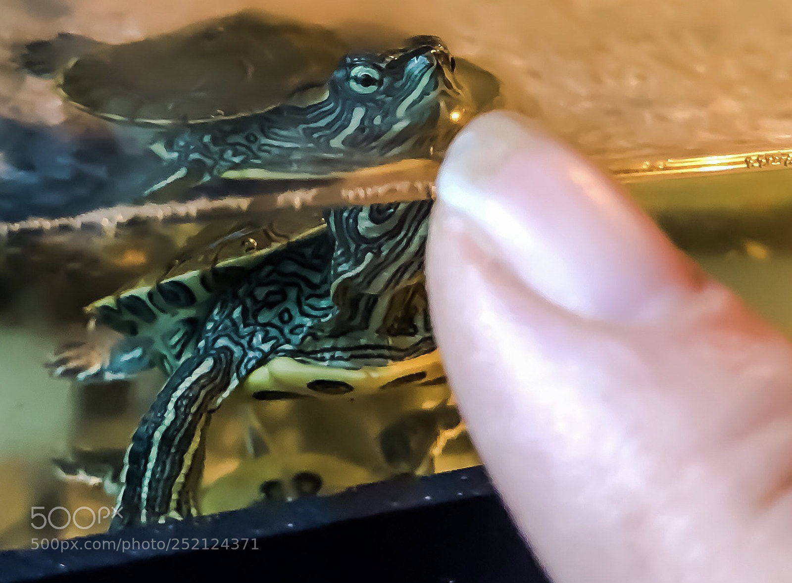 Apple iPhone 8 Plus sample photo. Tiny turtle  photography