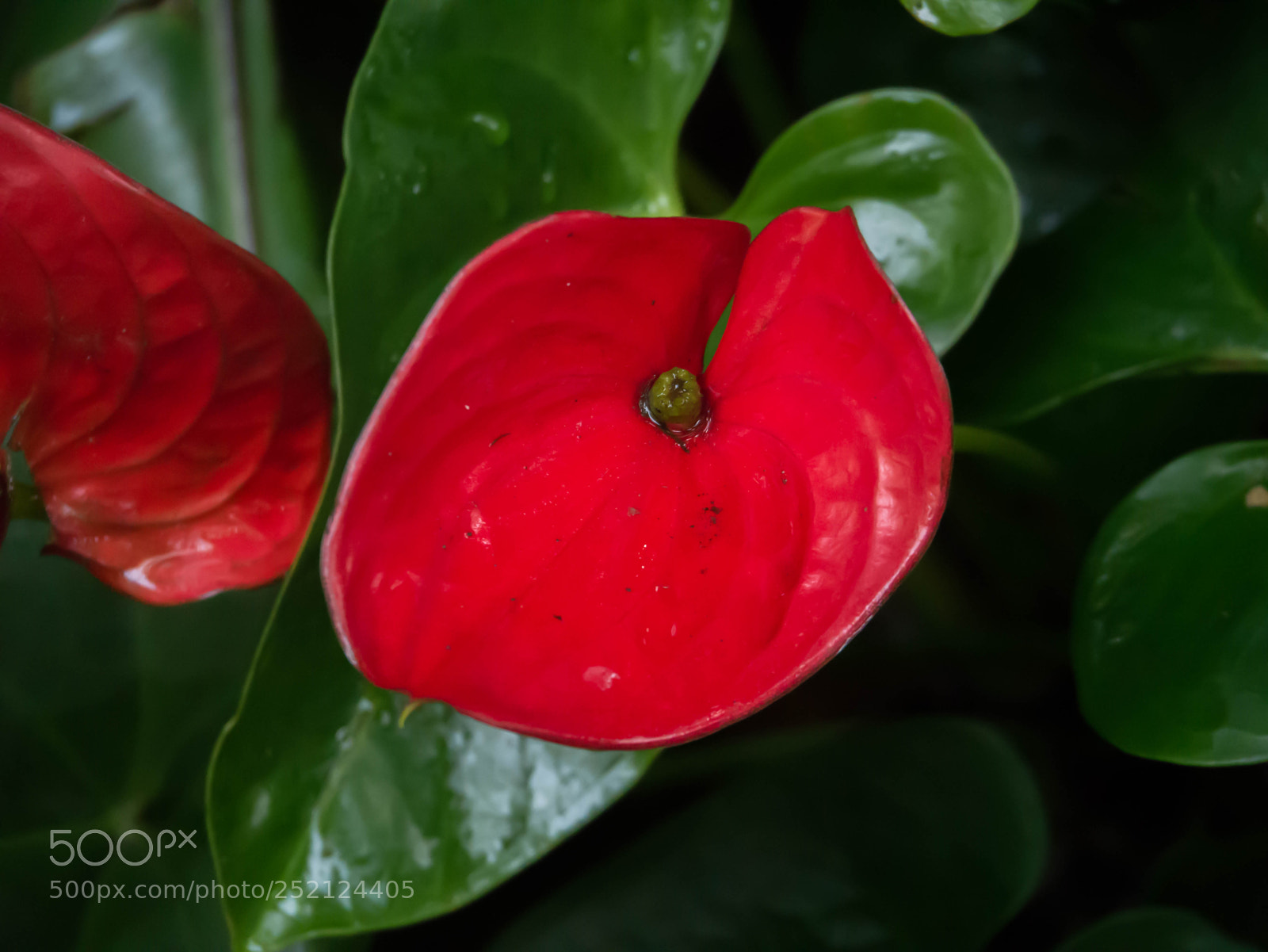 Panasonic Lumix DMC-G85 (Lumix DMC-G80) sample photo. Red photography