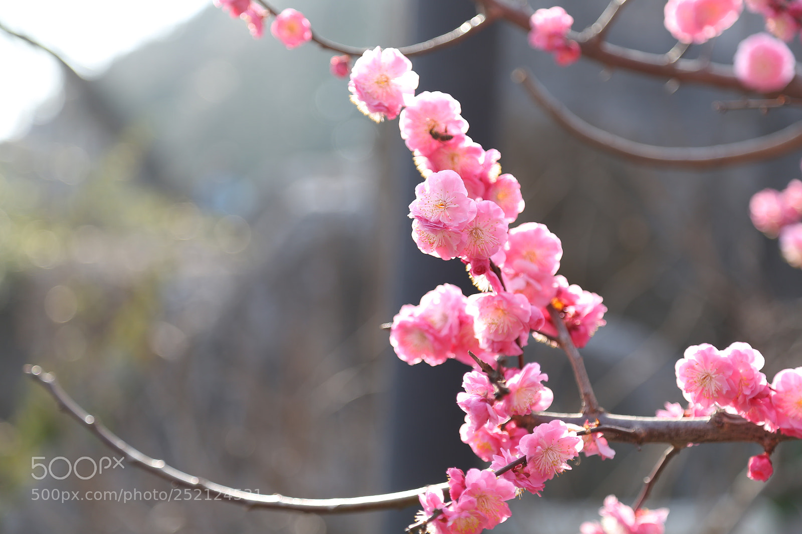 Canon EOS 6D + Canon EF 24-105mm F4L IS USM sample photo. Img photography