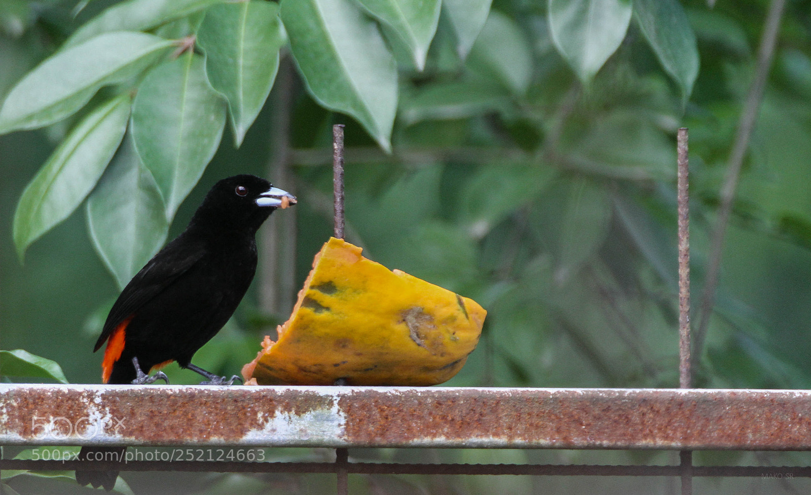 Canon EOS 7D sample photo. Cacicus uropygialis photography