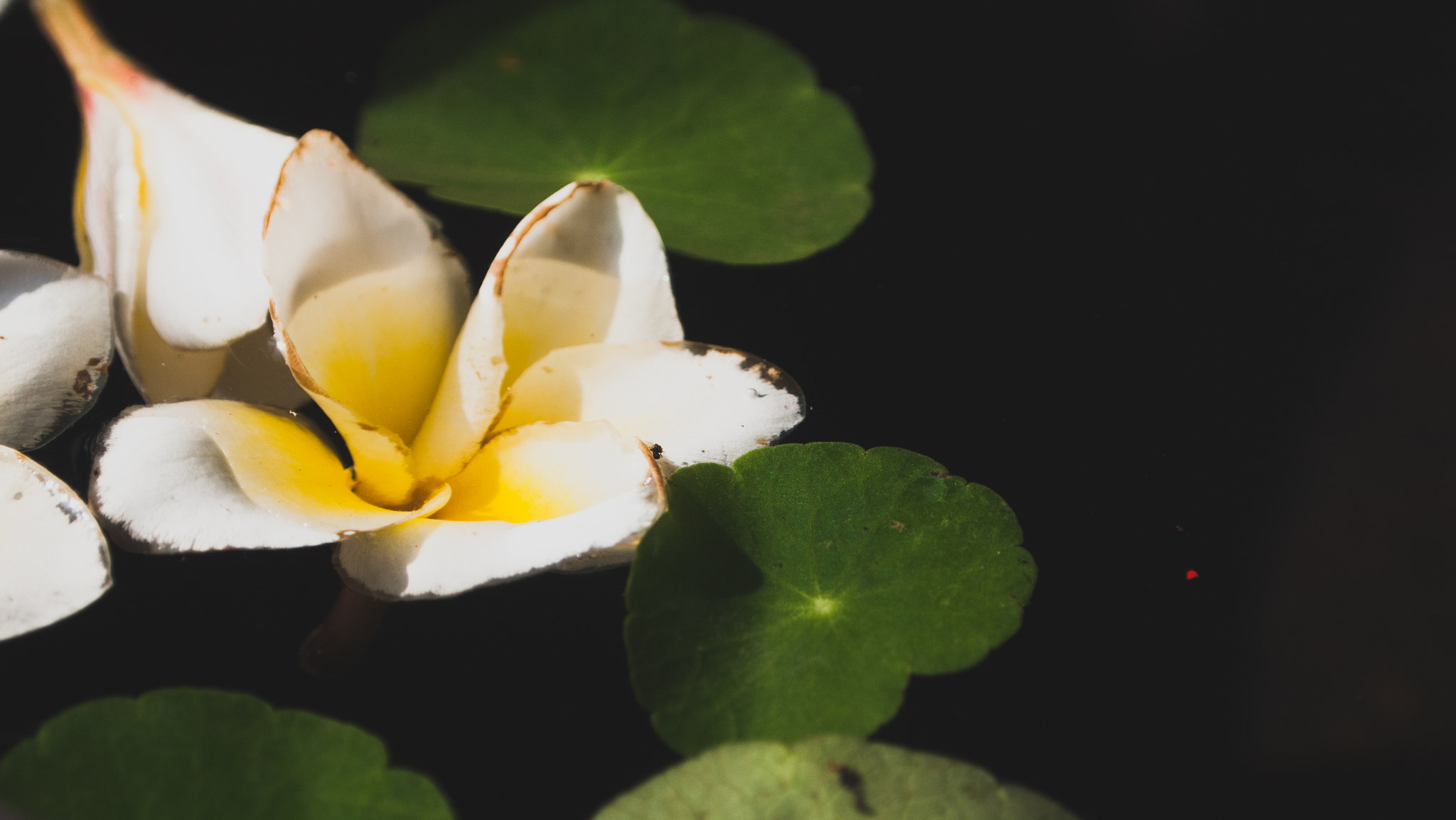 Olympus PEN E-P1 sample photo. A flower floating with lily pads photography