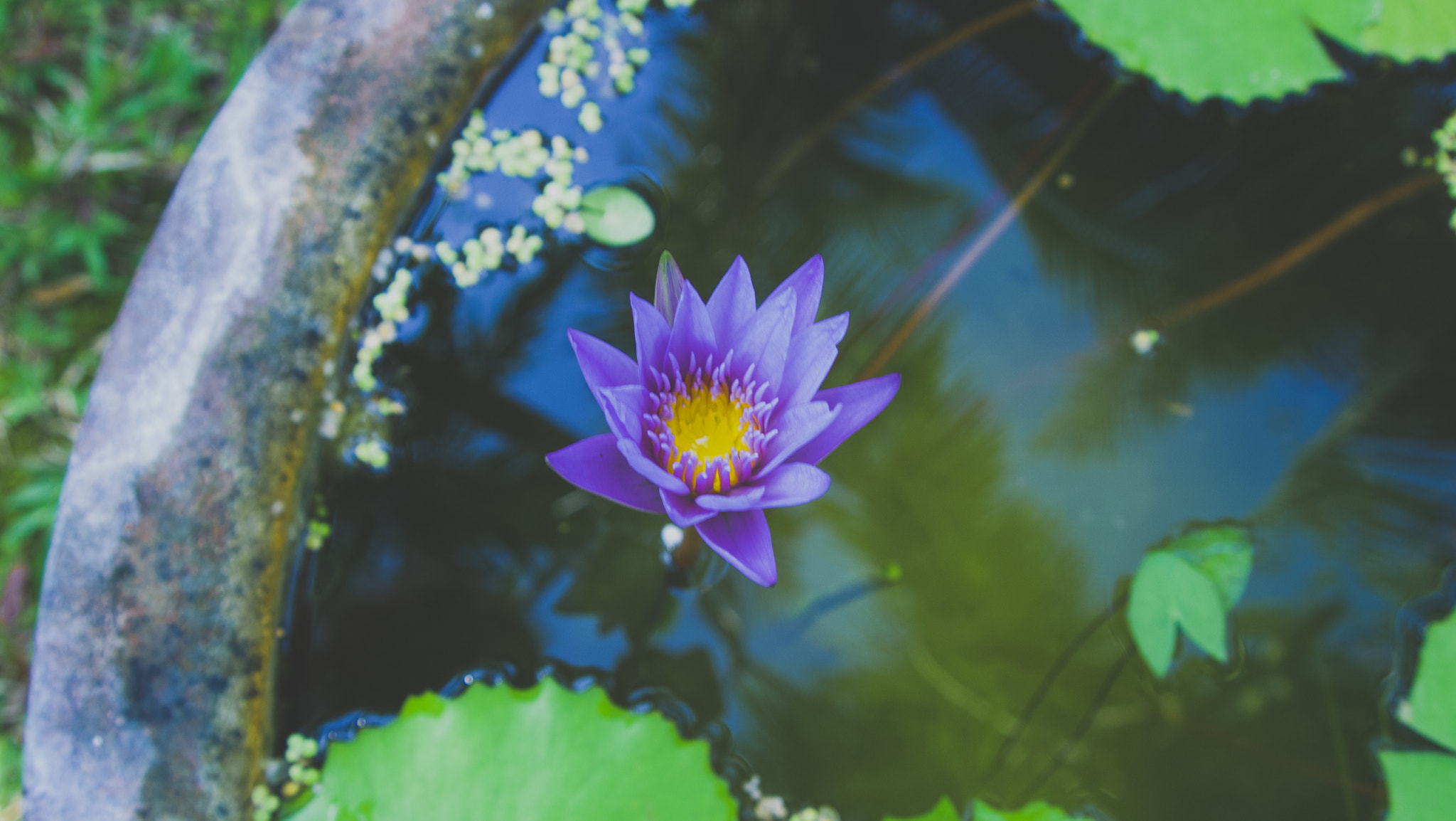Olympus PEN E-P1 sample photo. Purple flower photography