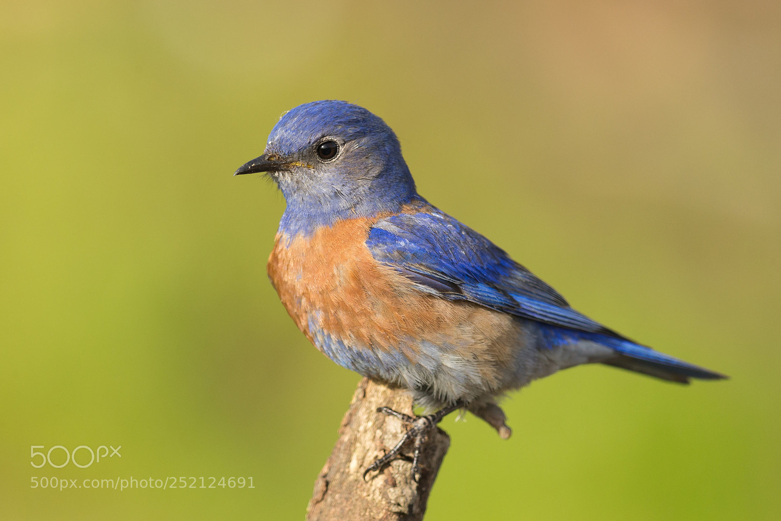 Canon EOS-1D X sample photo. Western bluebird photography