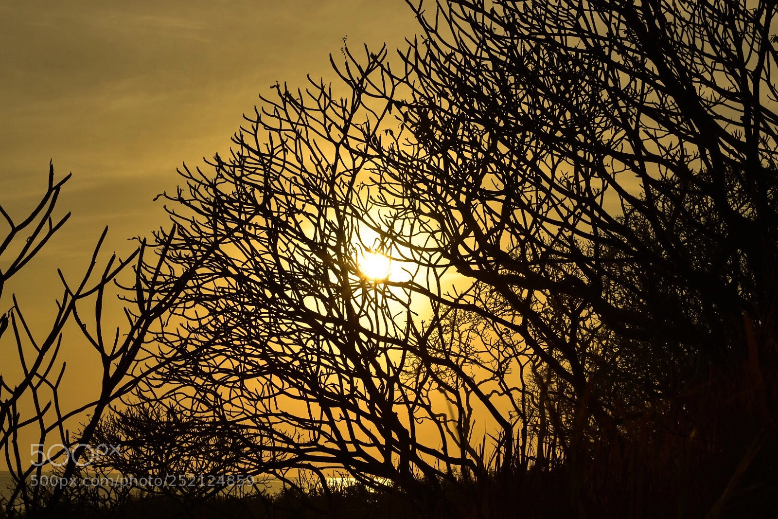 Nikon D7200 sample photo. Golfo photography