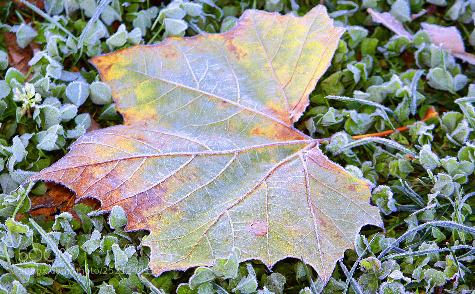 Canon EOS 50D sample photo. Colorful photography