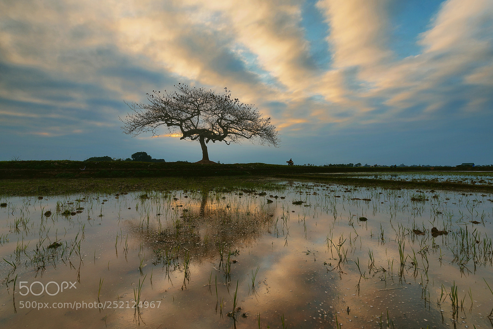 Nikon D800E sample photo. Alone almond photography