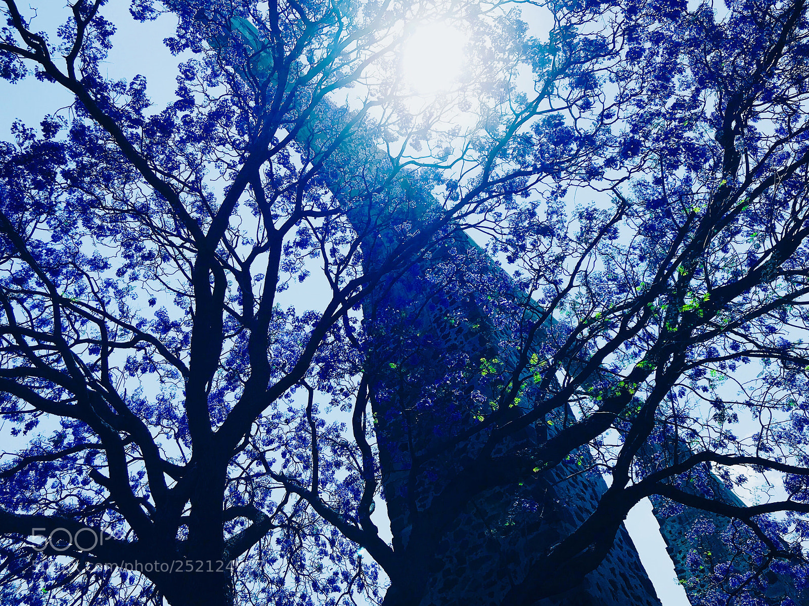 Apple iPhone 7 sample photo. Jacaranda photography