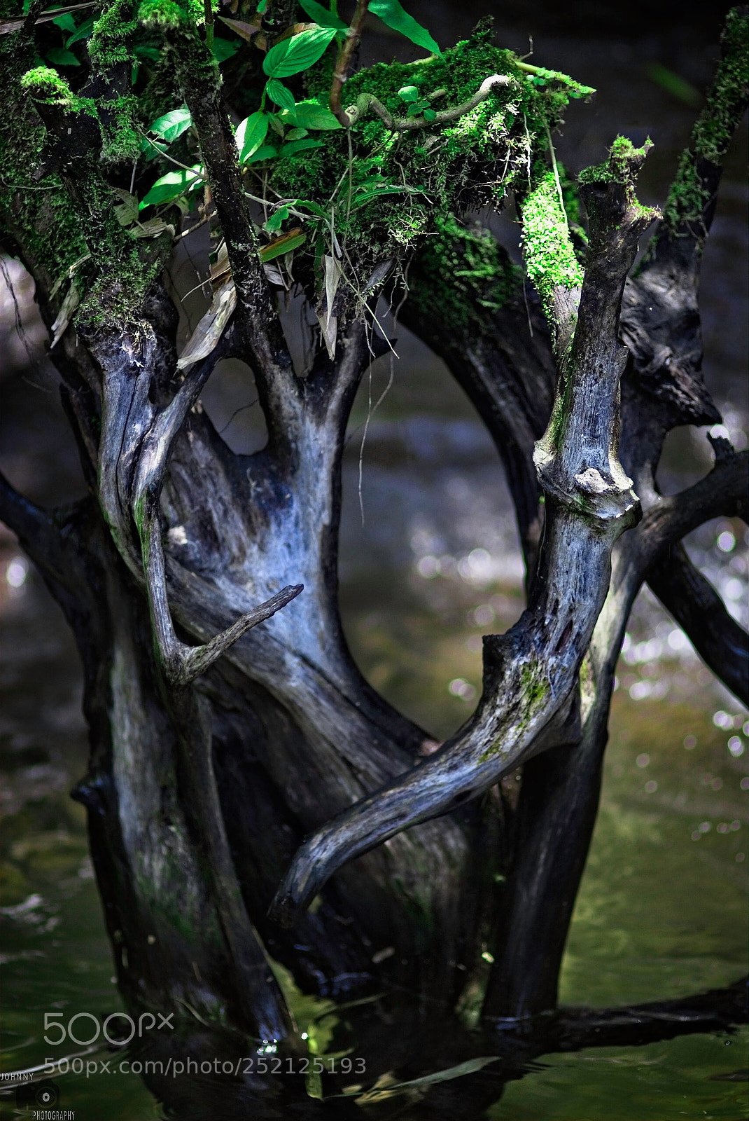 Sony a7R II sample photo. Trocó y musgo. photography