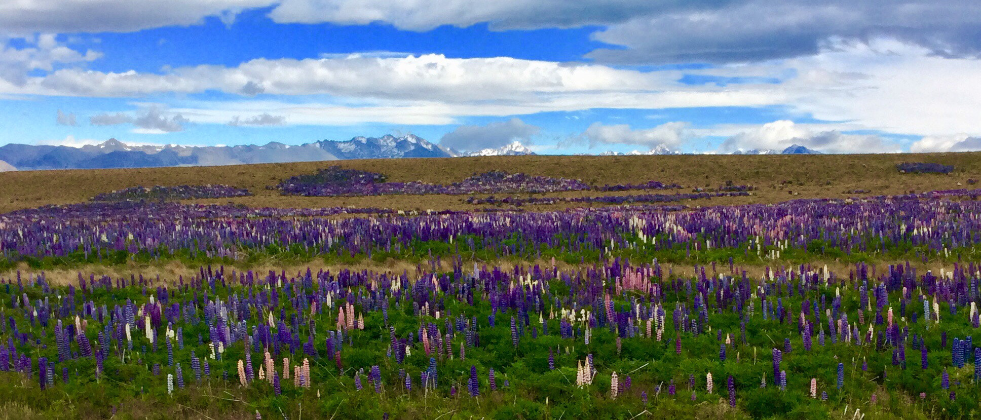 Apple iPad mini 3 sample photo. Lupins in the alps photography