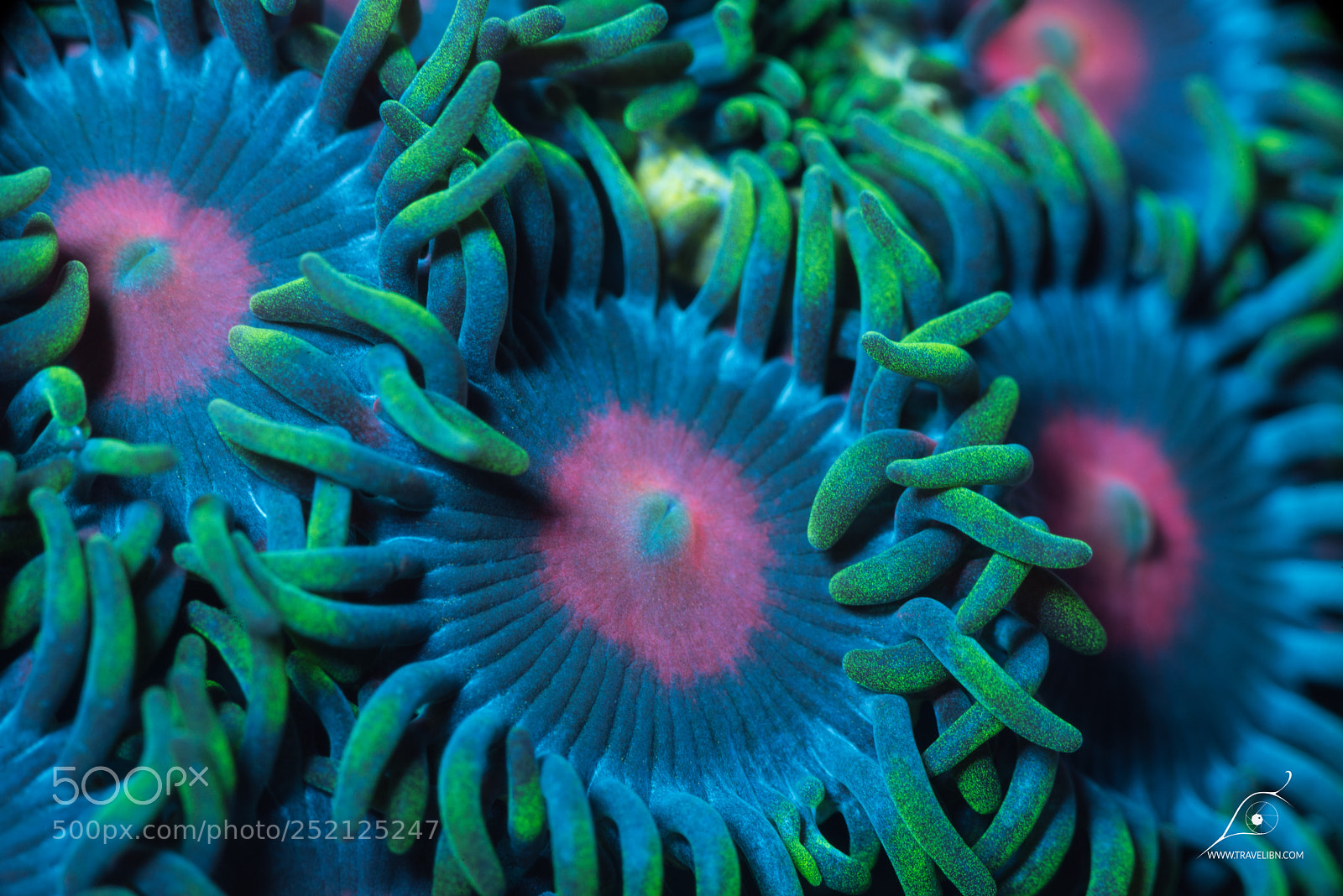 Nikon D810 sample photo. Zoanthids: a photographic journey photography