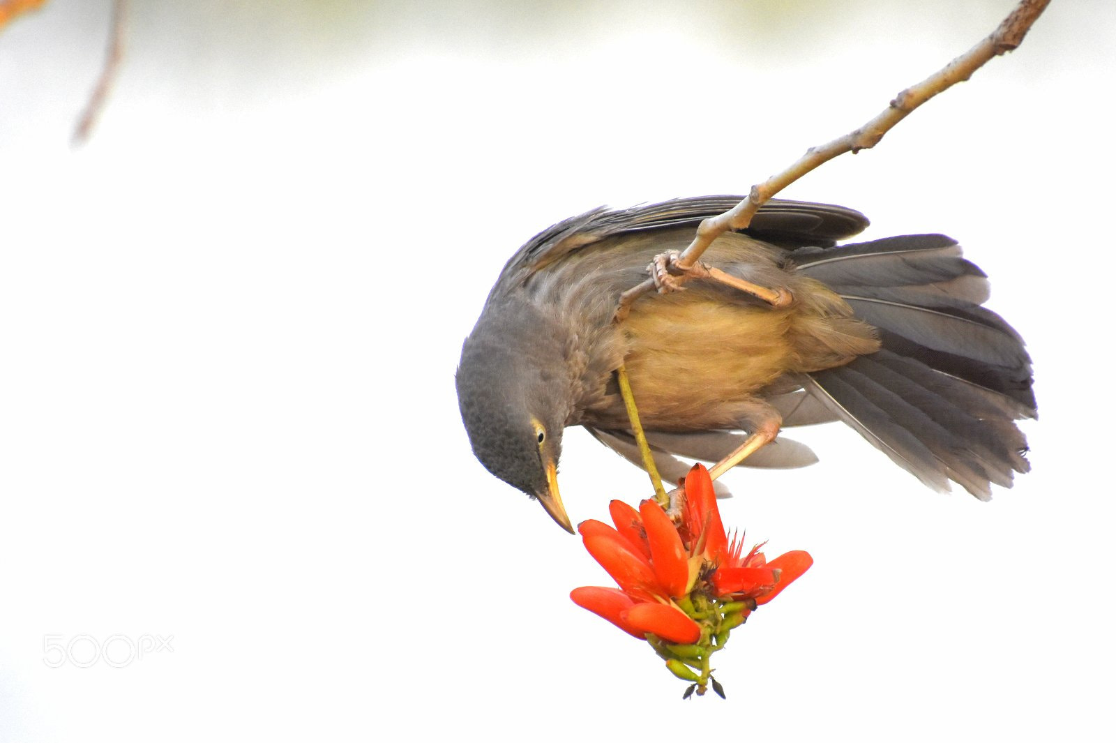 Nikon D7200 sample photo. Babbler photography