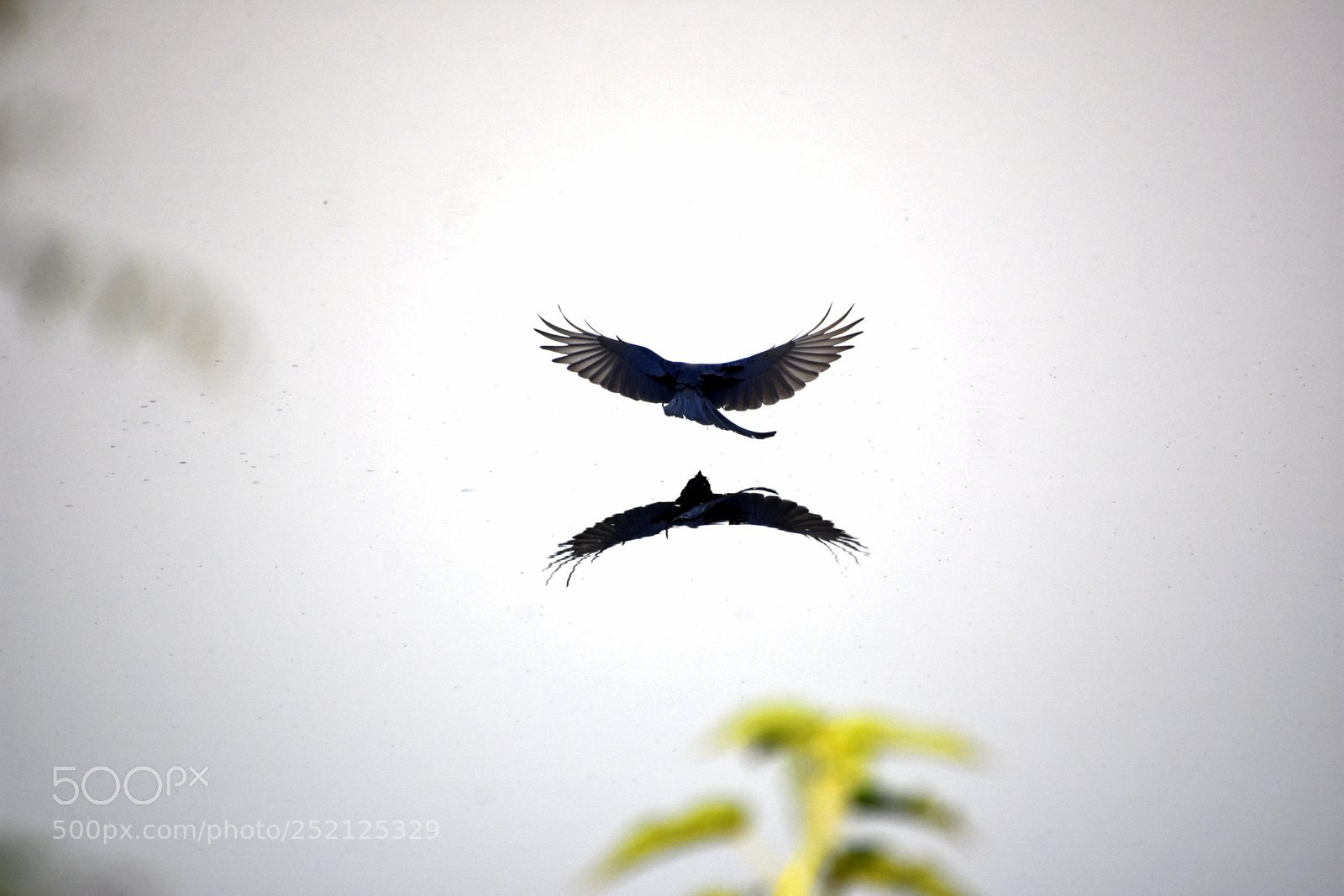 Nikon D7200 sample photo. Drongo photography