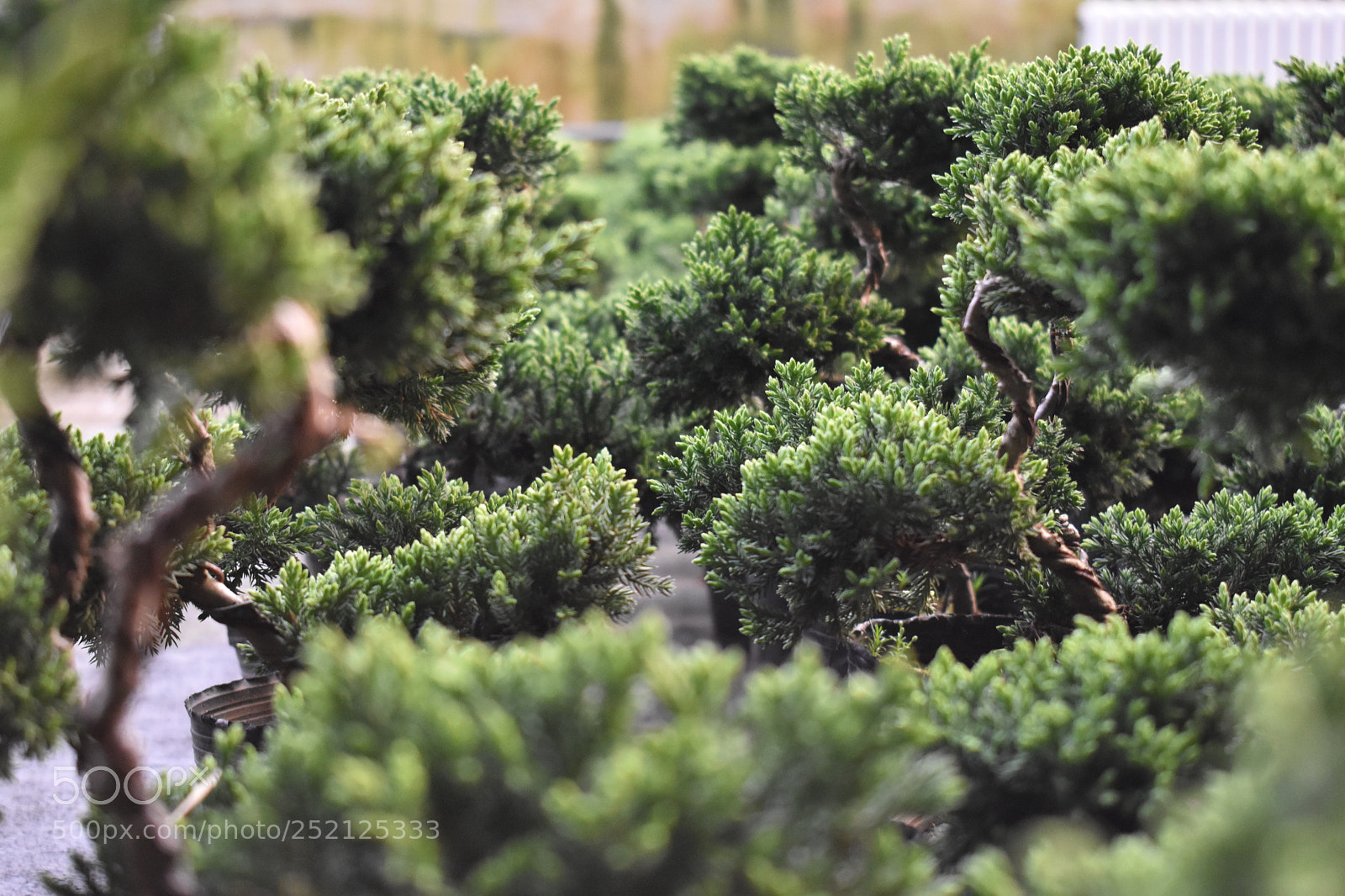 Nikon D5600 sample photo. 绿 photography