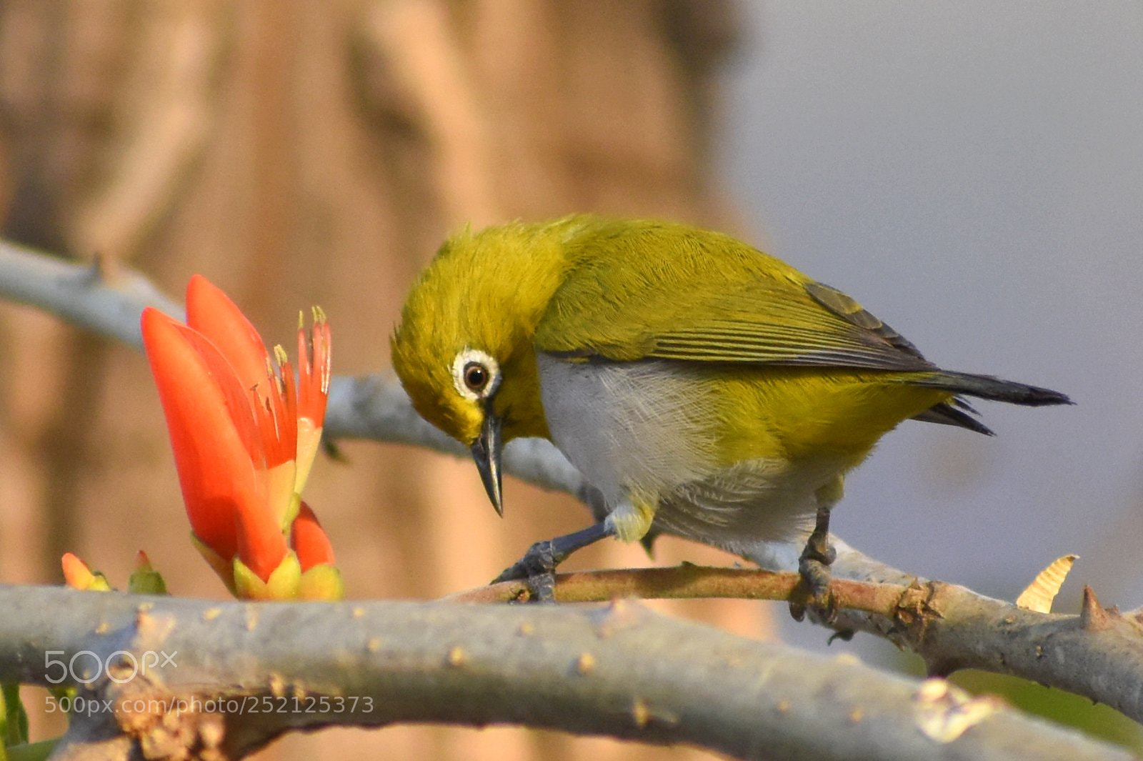 Nikon D7200 sample photo. White eyes photography