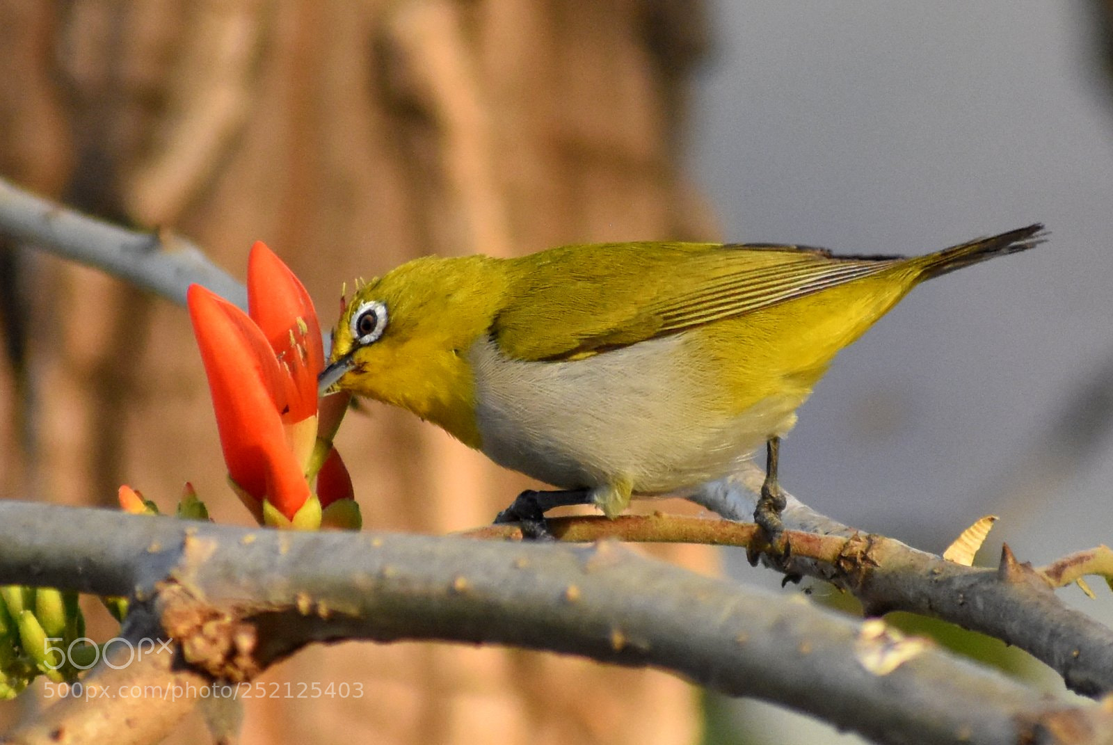 Nikon D7200 sample photo. White eye photography