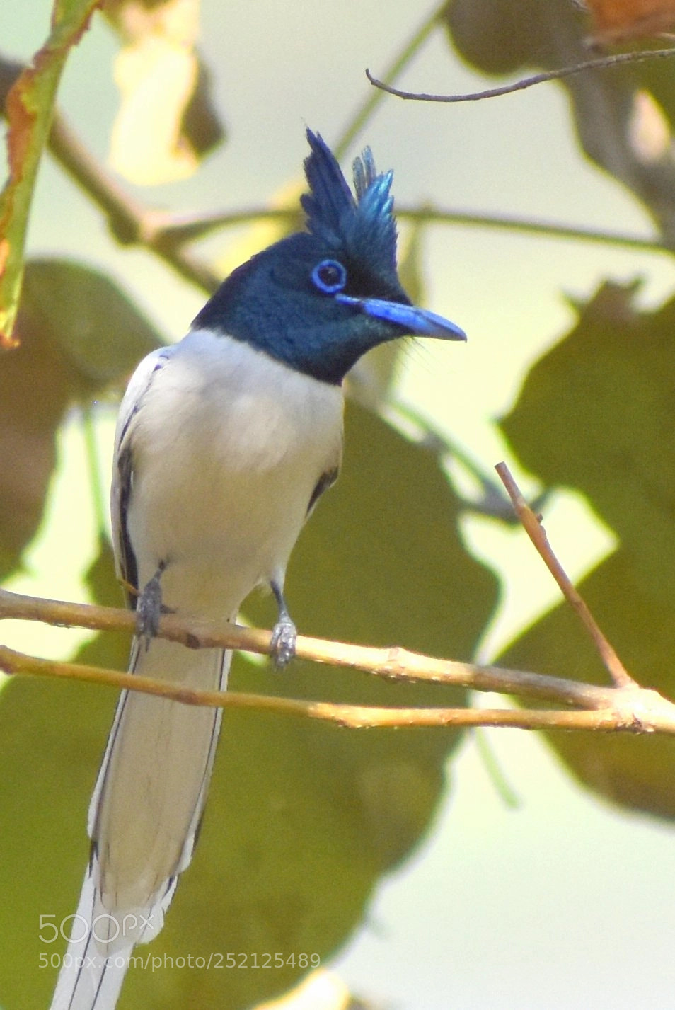 Nikon D7200 sample photo. Paradise flycatcher photography