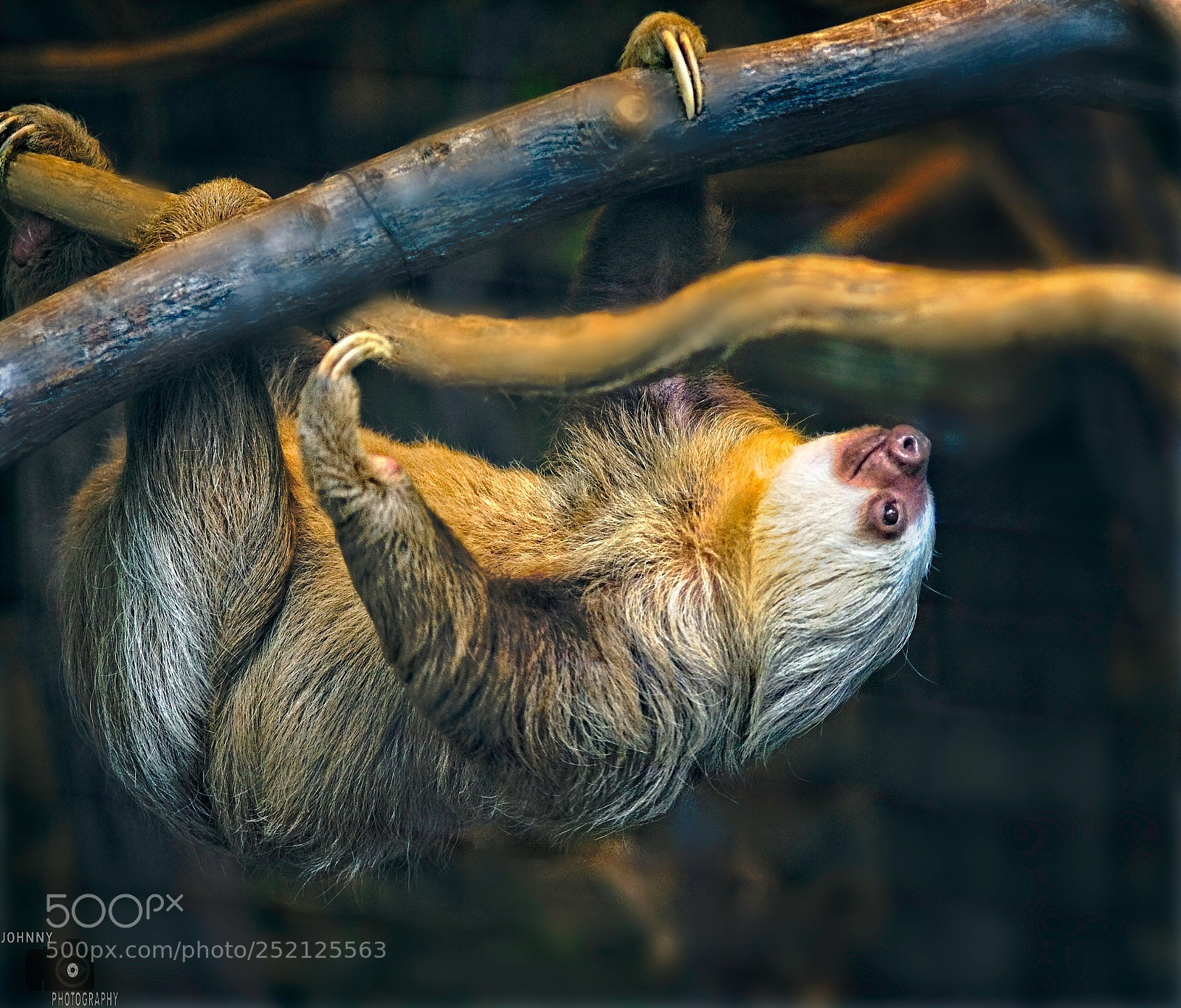 Sony a7R II sample photo. Oso perezoso. photography