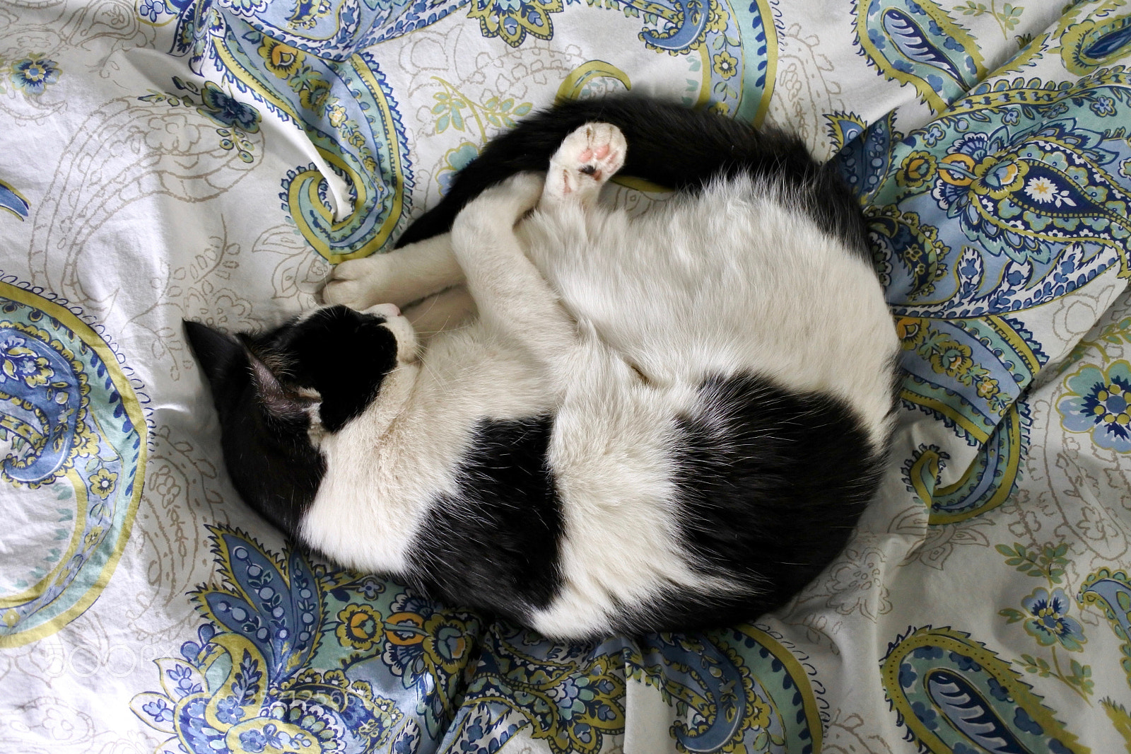 Nikon 1 J5 sample photo. Curled into a ball photography