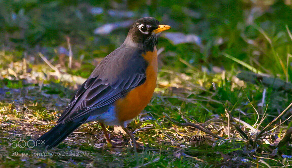 Canon EOS-1Ds Mark III sample photo. Robin photography