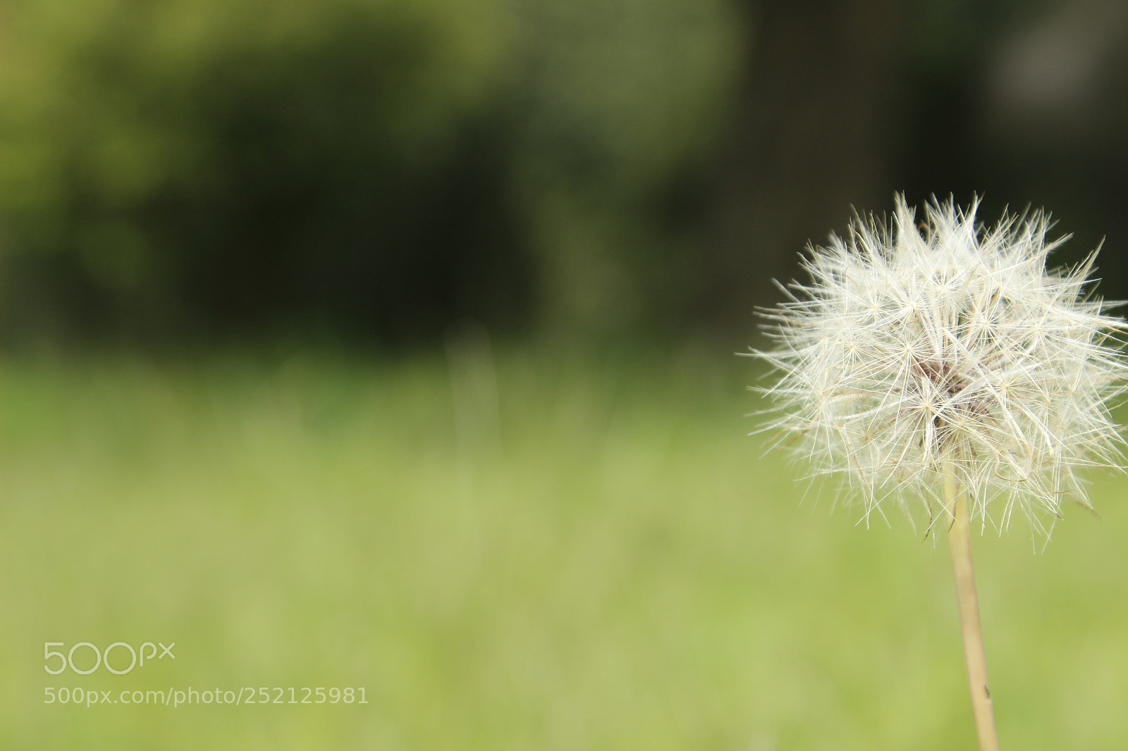 Canon EOS 600D (Rebel EOS T3i / EOS Kiss X5) sample photo. Simple thing photography