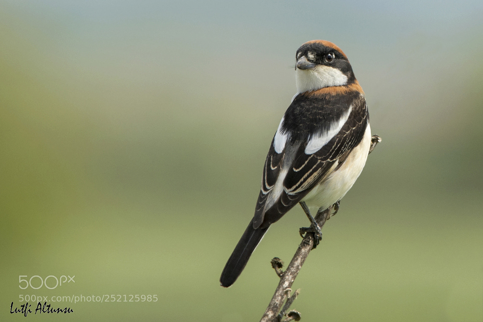 Nikon D500 sample photo. Woodchat shrike k z photography