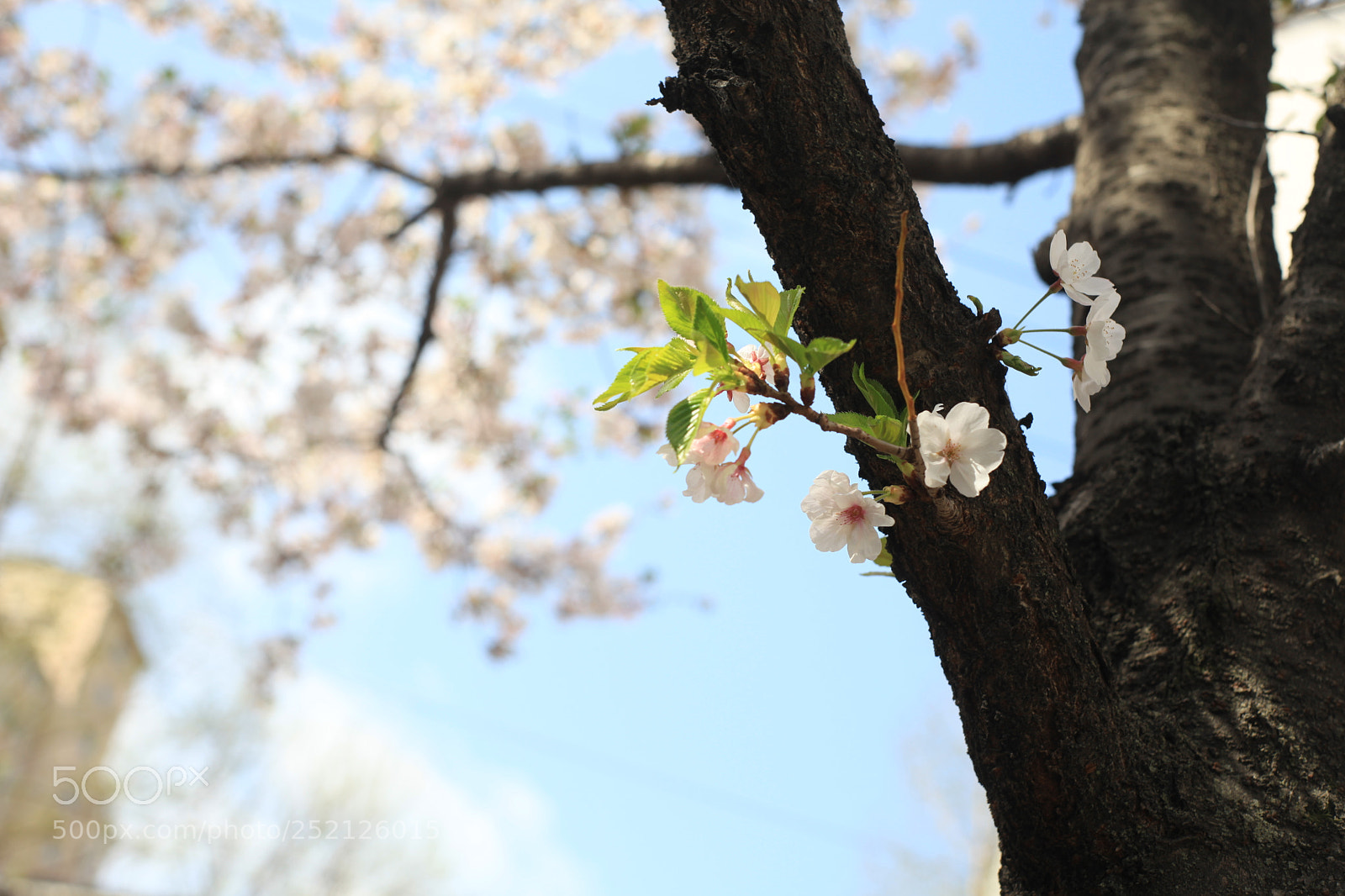 Canon EOS 5D Mark II sample photo. Cherry blossoms photography