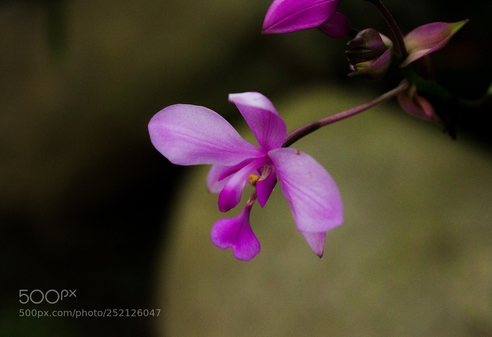 Canon EOS 500D (EOS Rebel T1i / EOS Kiss X3) sample photo. Spathoglottis plicata photography