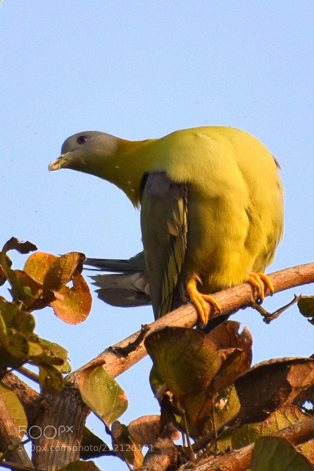 Nikon D7200 sample photo. Green pigeon photography