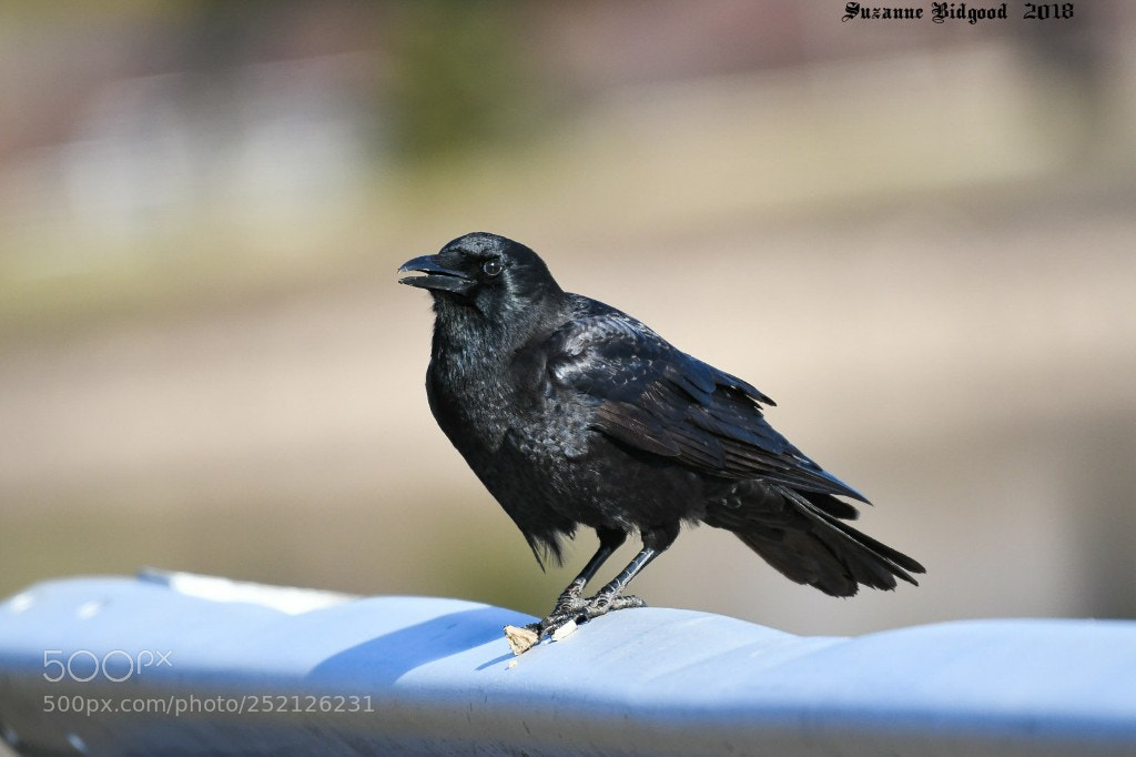 Nikon D500 sample photo. American crow photography