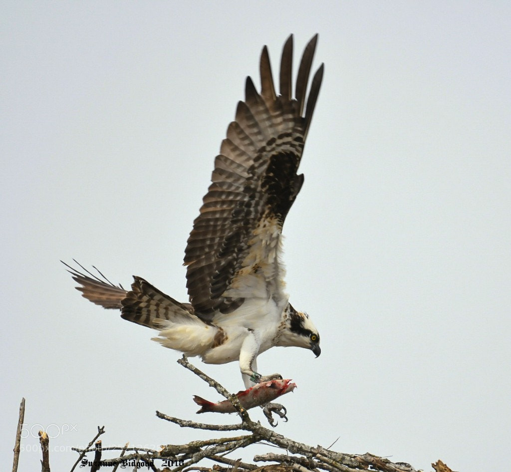 Nikon D500 sample photo. Osprey photography