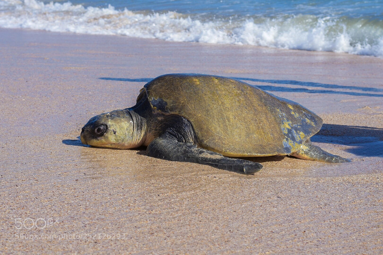 Nikon D7200 sample photo. Turtle  photography