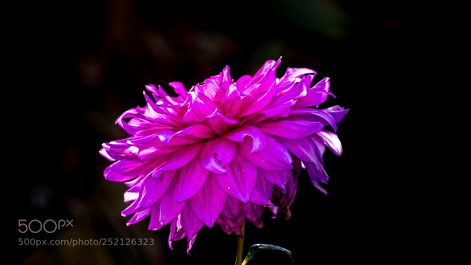 Nikon D3300 sample photo. Flower photography