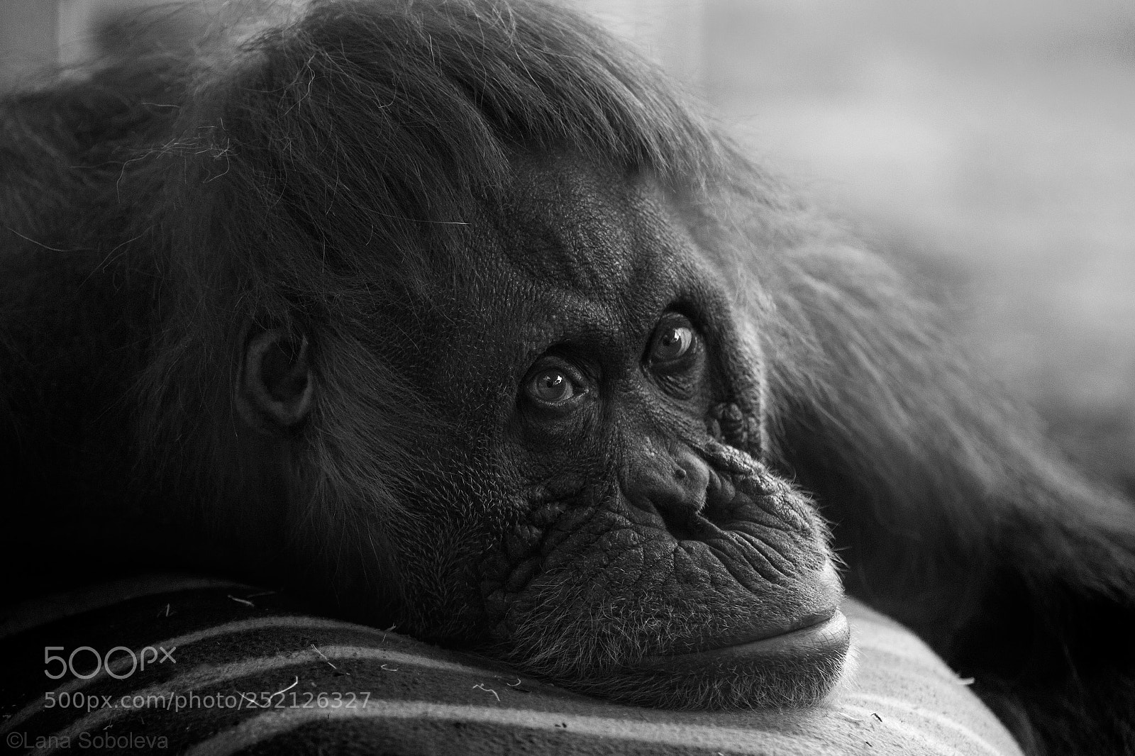 Canon EOS-1D X sample photo. 50 year old orangutan photography