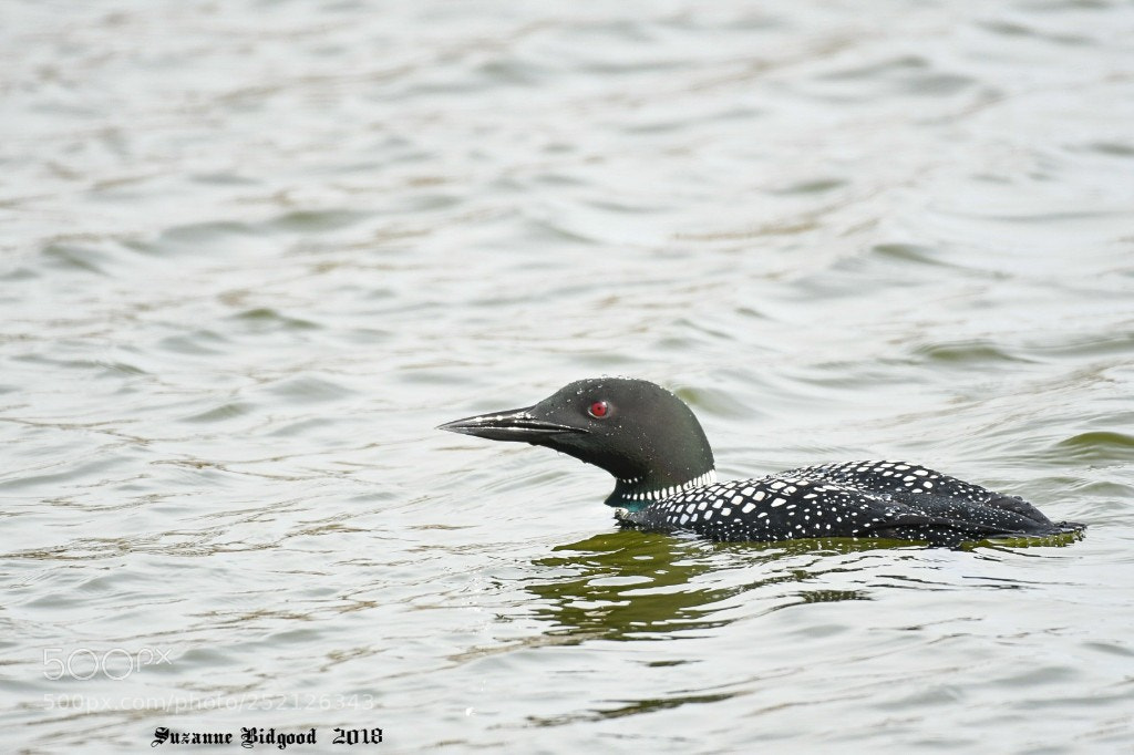 Nikon D500 sample photo. Common loon photography