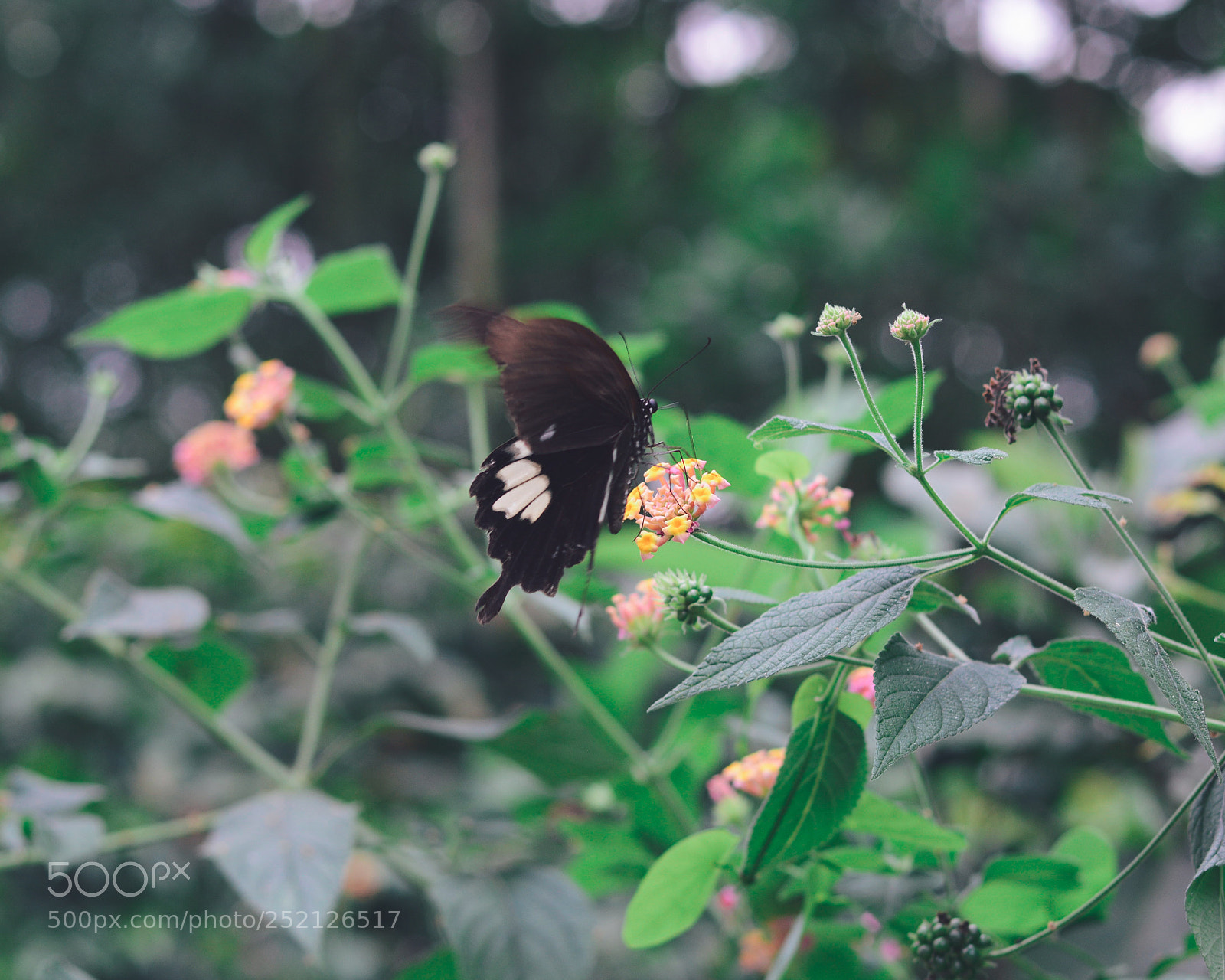 Nikon D7100 sample photo. Untitled photography