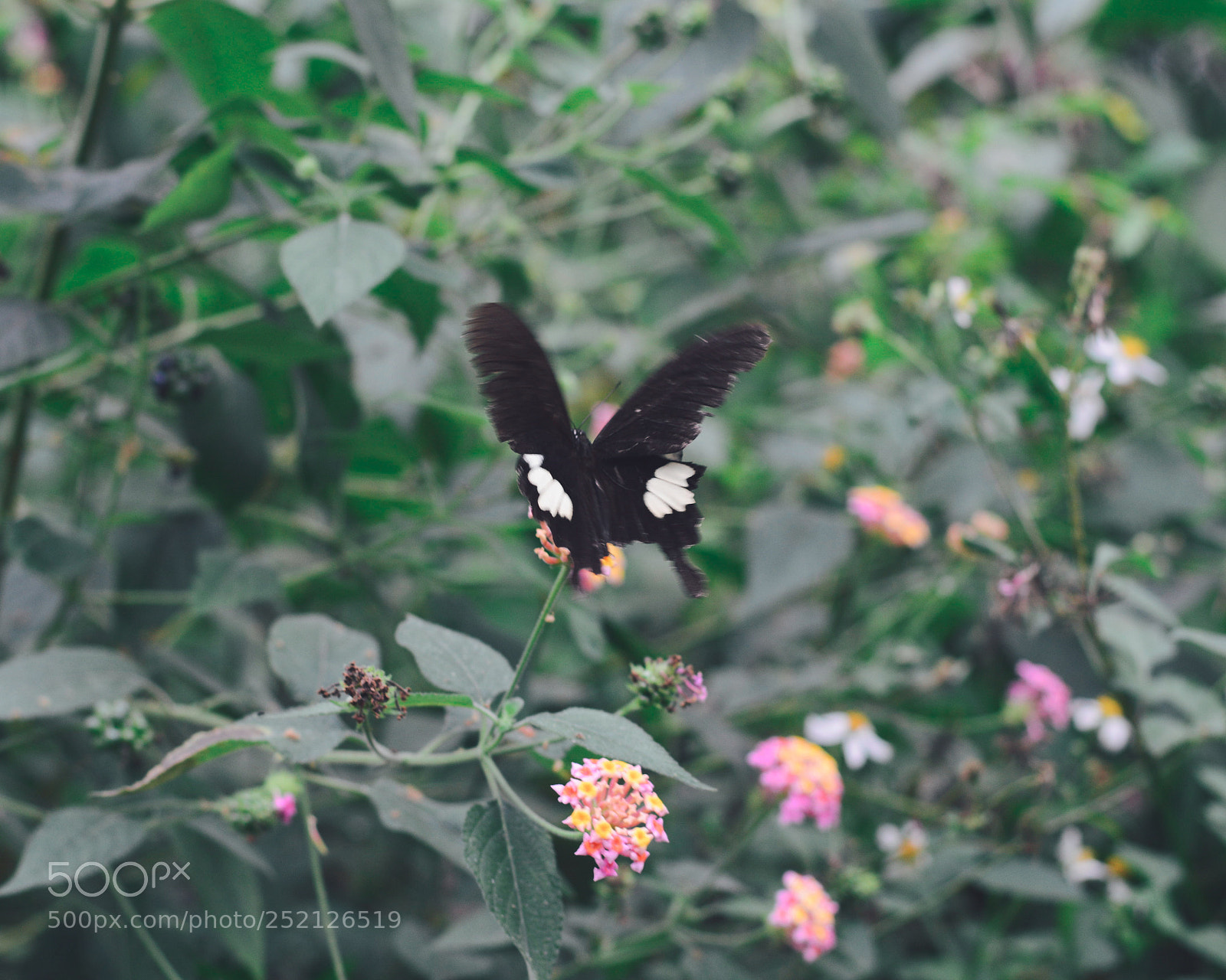 Nikon D7100 sample photo. Untitled photography