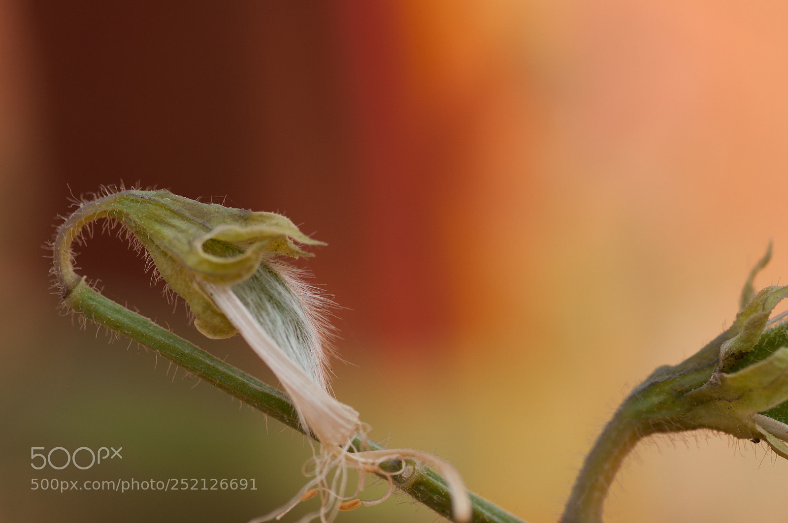 Nikon D90 sample photo. A dried pea flower photography