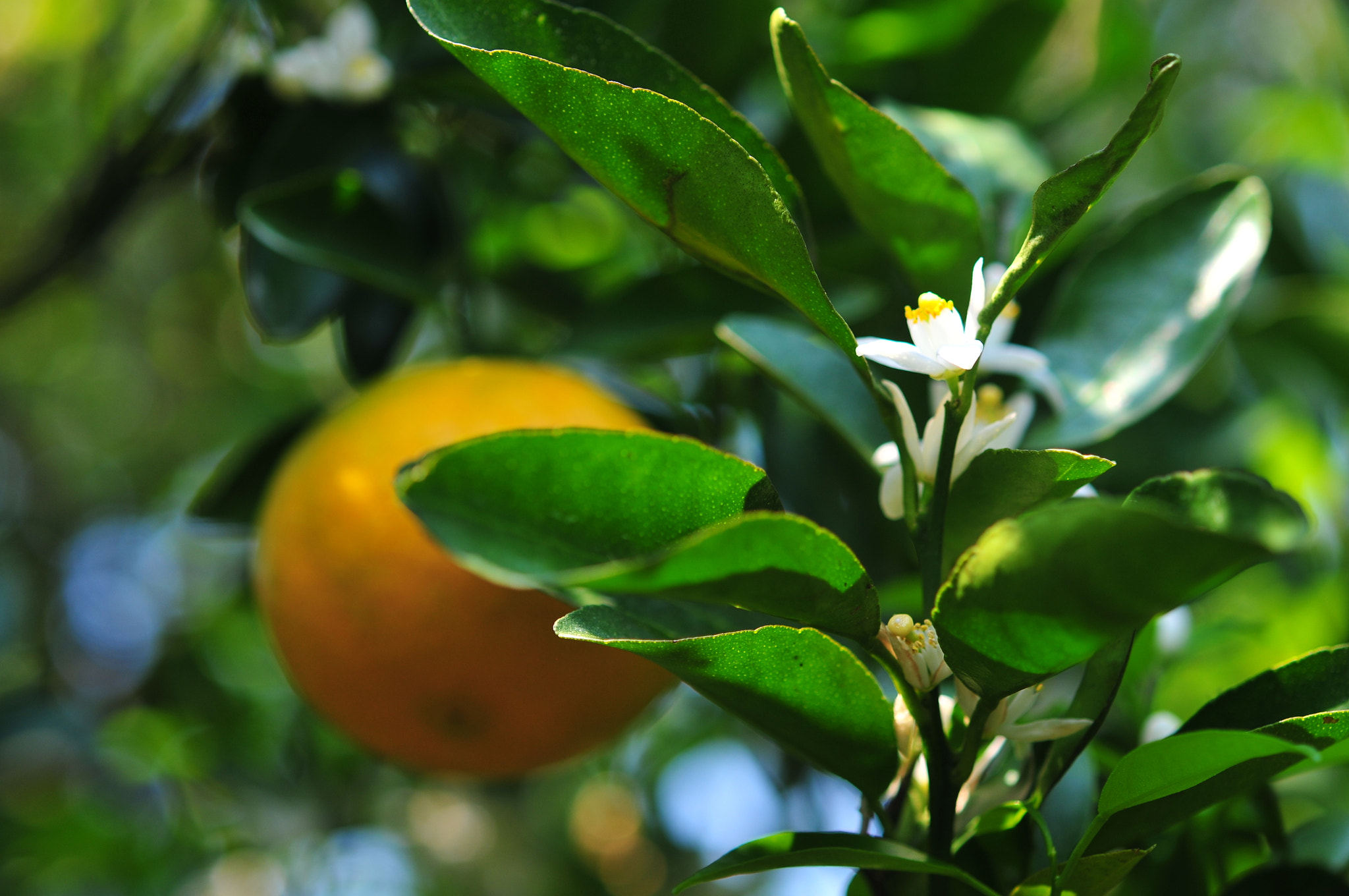 Nikon D300 sample photo. Orange and orange blossoms in garden photography