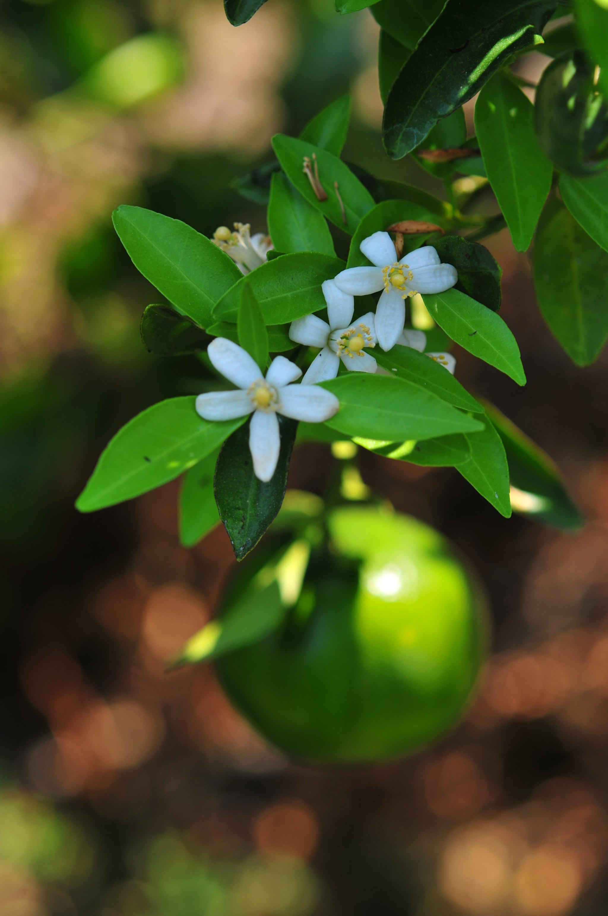 Nikon D300 + Nikon AF-S Micro-Nikkor 60mm F2.8G ED sample photo. Orange and orange blossoms in garden, closeup with flowers hanging on a orange tree photography