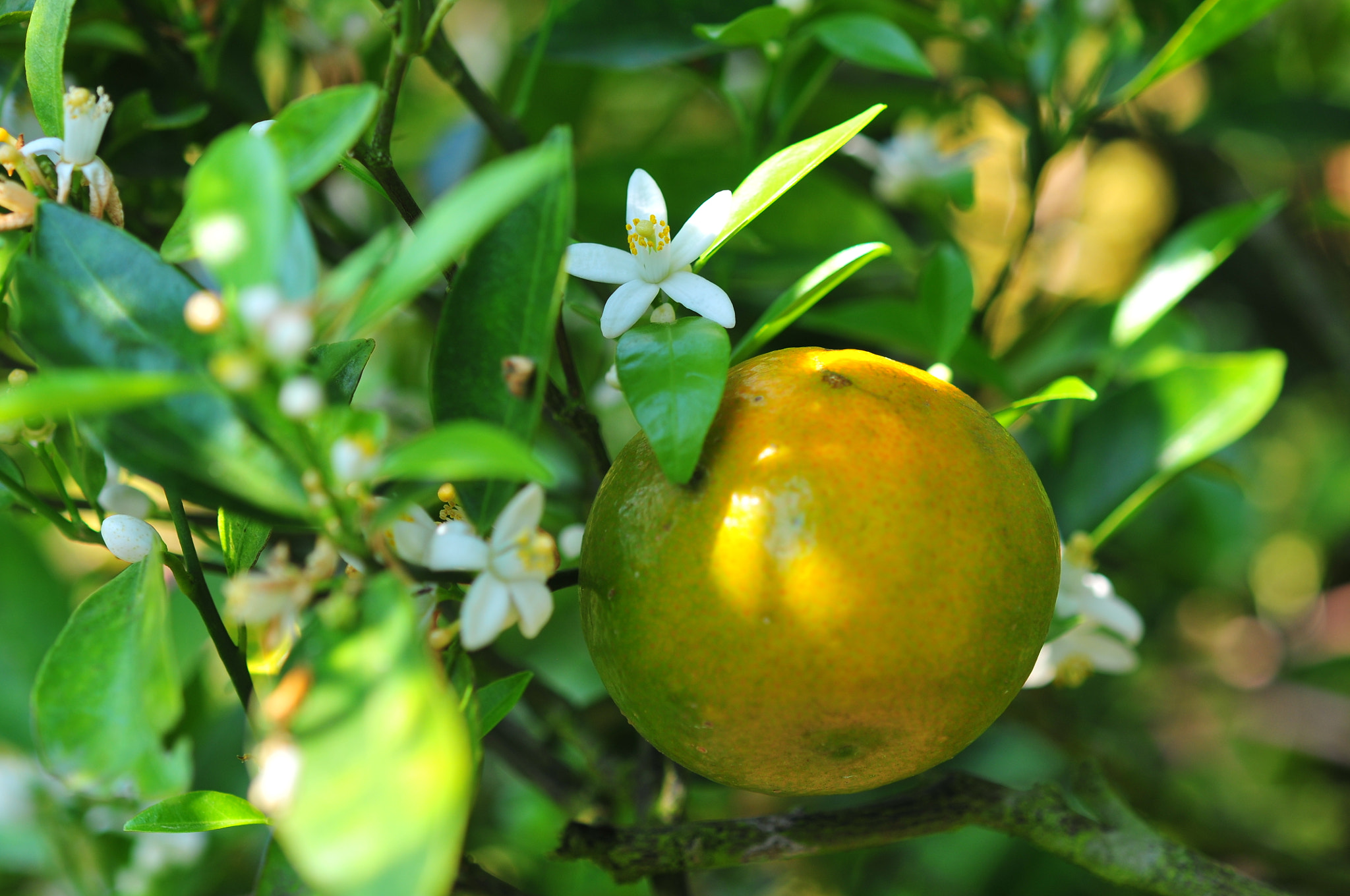 Nikon D300 sample photo. Orange and orange blossoms in garden photography