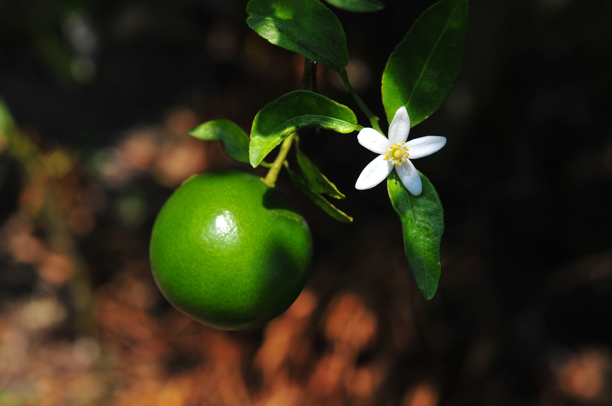 Nikon D300 + Nikon AF-S Micro-Nikkor 60mm F2.8G ED sample photo. Orange and orange blossoms in garden photography