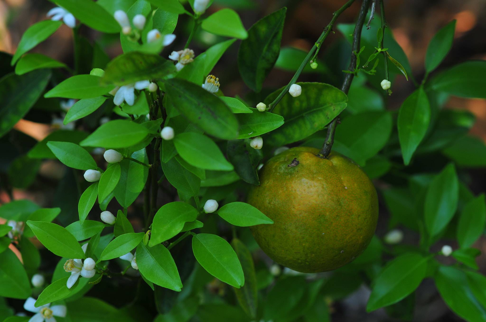 Nikon D300 + Nikon AF-S Micro-Nikkor 60mm F2.8G ED sample photo. Orange and orange blossoms in garden photography