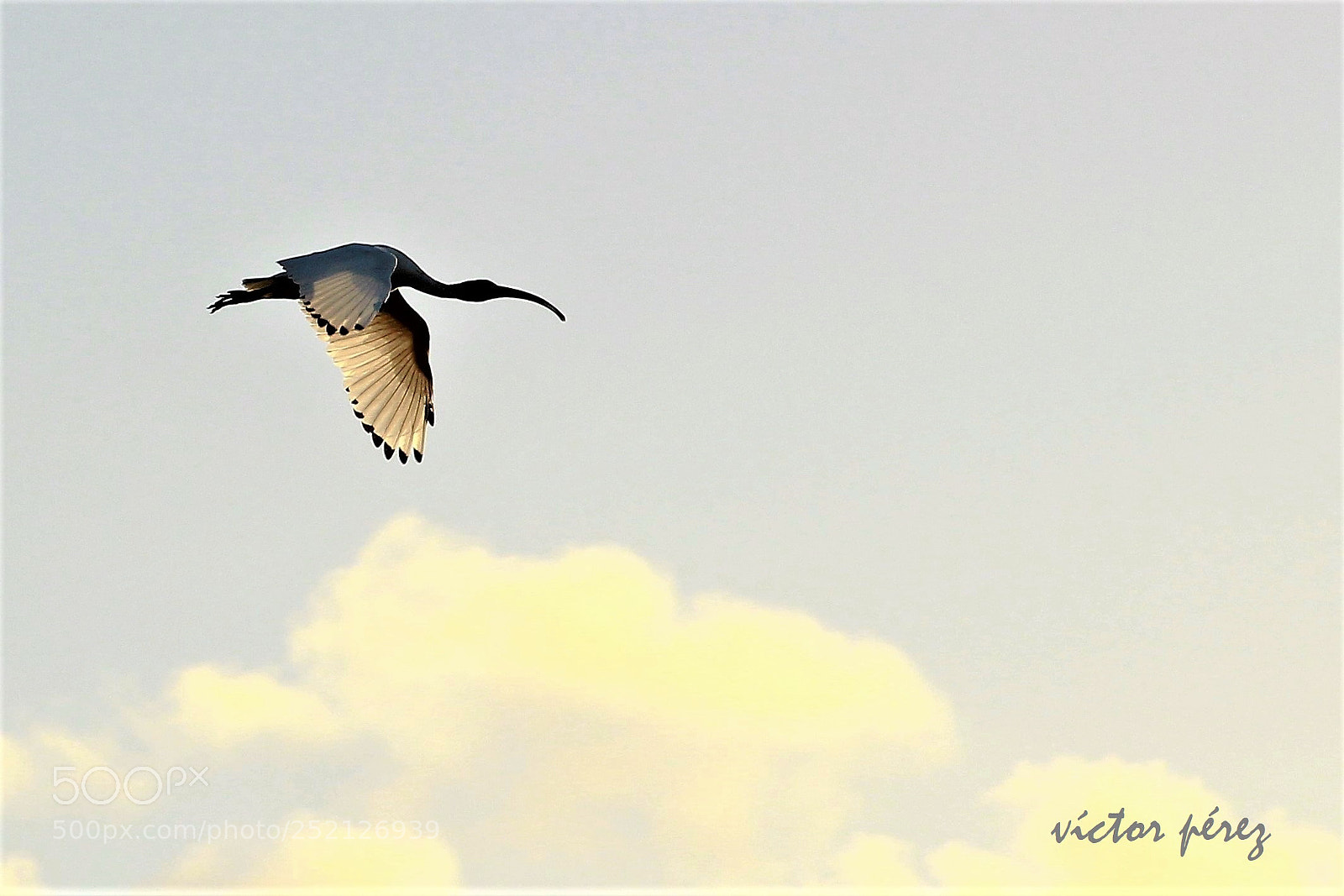 Canon EOS 600D (Rebel EOS T3i / EOS Kiss X5) sample photo. Flying ibis photography