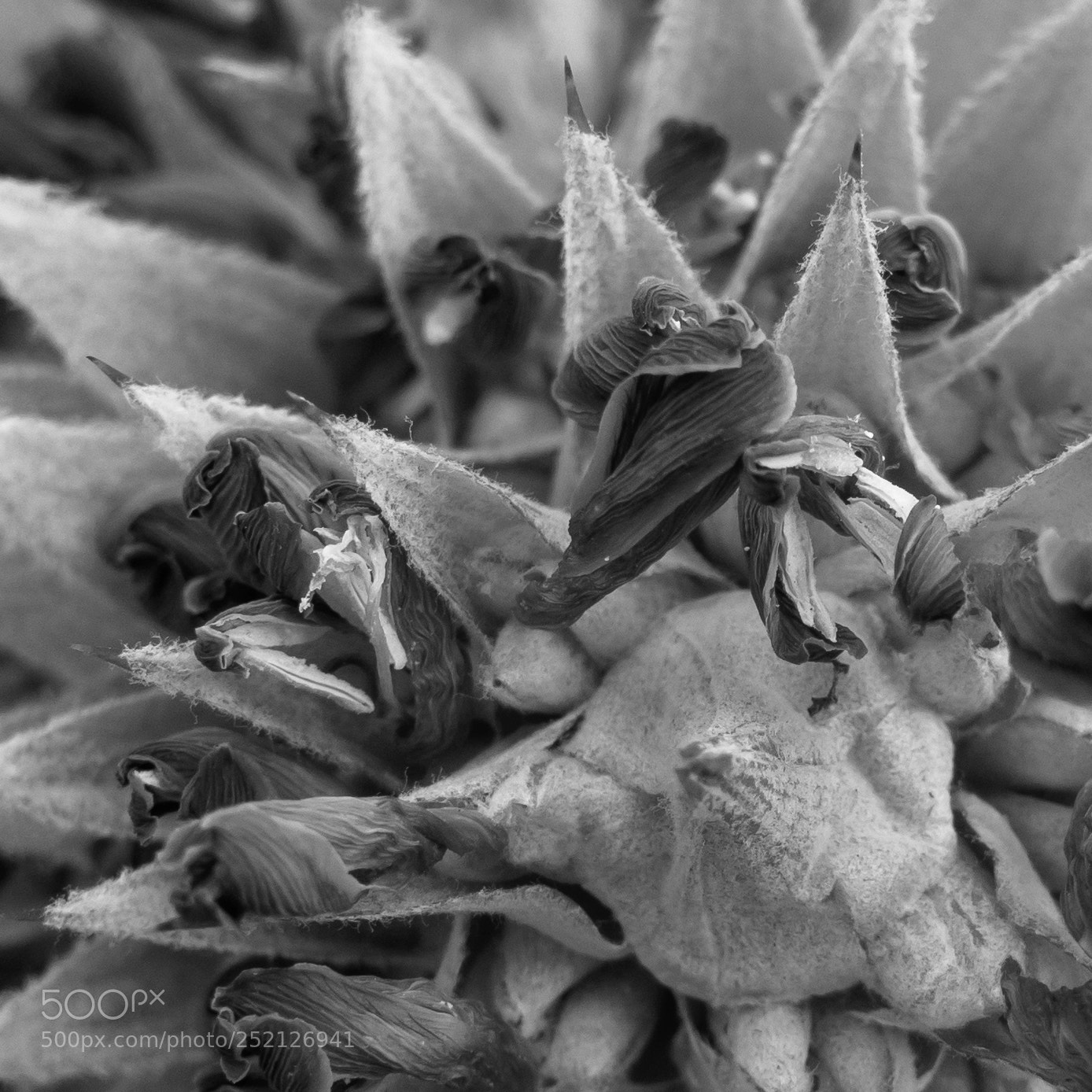 Sony DSC-RX100M5 sample photo. Withered flowers and fuzzy photography