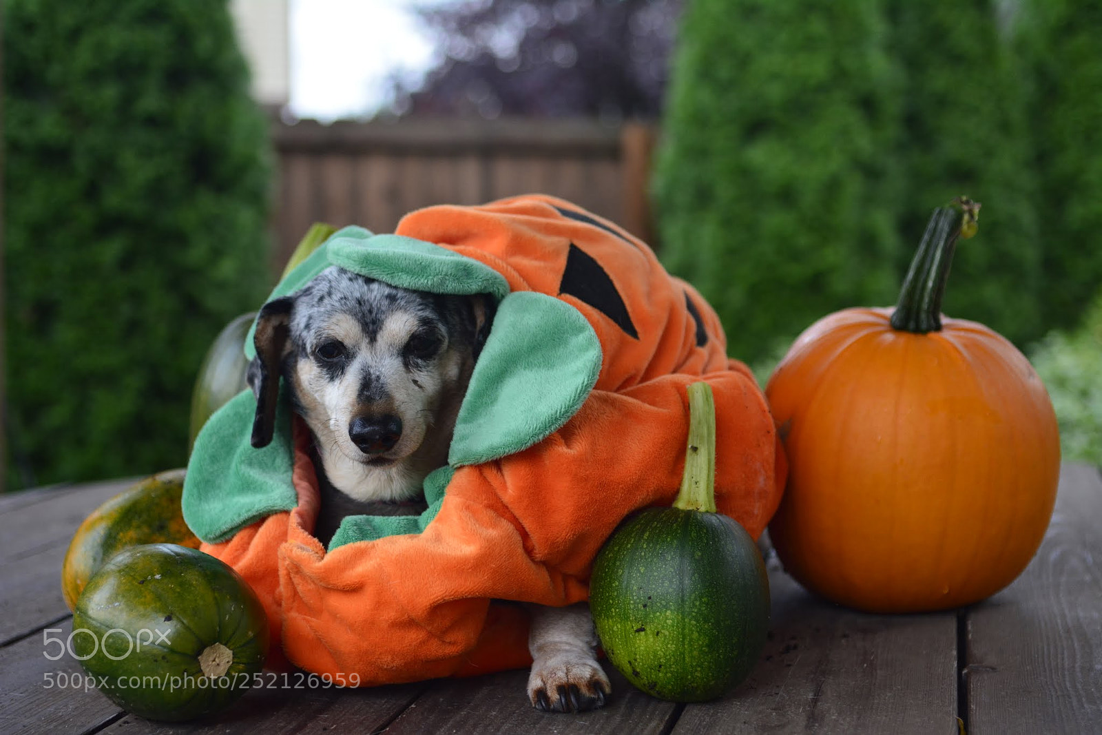 Nikon D7100 sample photo. Weinerdog and pumpkins photography