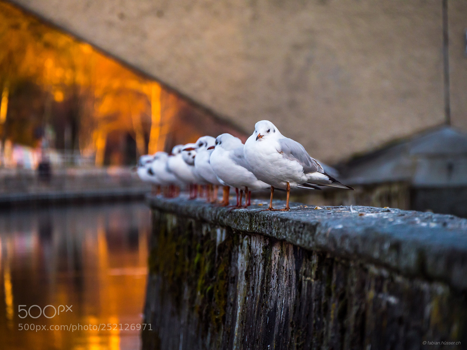 Panasonic Lumix DMC-GX8 sample photo. Gulls photography